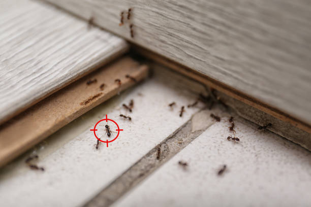 Best Bed Bug Extermination  in Woodlawn Beach, FL