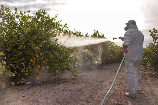 Best Termite Control Services  in Woodlawn Beach, FL