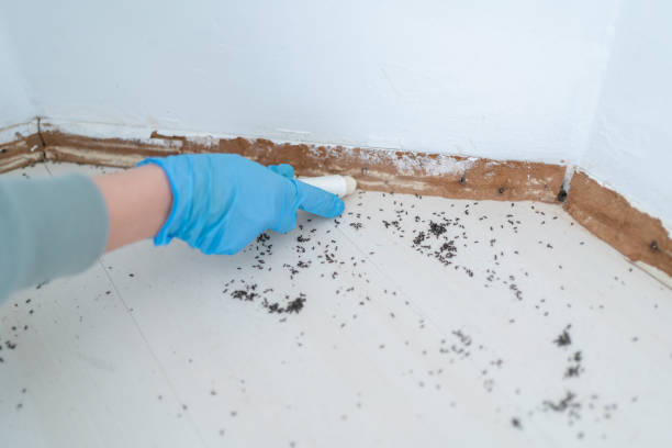 Flea Control Services in Woodlawn Beach, FL